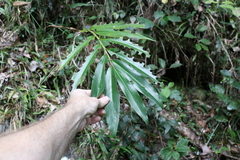 Alpinia arundelliana