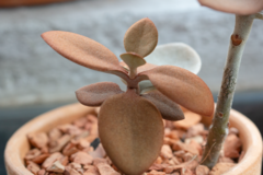 Kalanchoe orgyalis