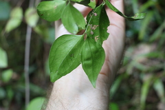 Jasminum jenniae