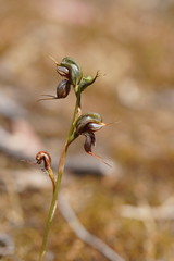 Pterostylis cheraphila