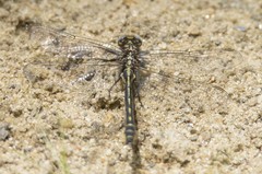 Phanogomphus borealis