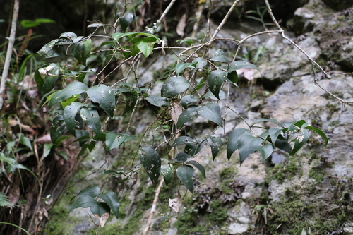 Image of Jasminum jenniae by (c) Greg Tasney, some rights reserved (CC BY-SA)