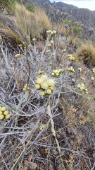 Senecio filaginoides