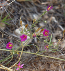 Zeltnera calycosa