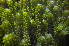 Caulerpa geminata