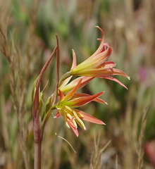 Zephyranthes advena