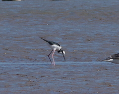 Himantopus mexicanus