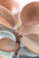 Kalanchoe orgyalis