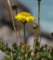 Haplopappus chrysanthemifolius
