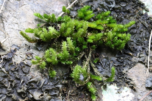 Garovaglia elegans observed 2021-11-06