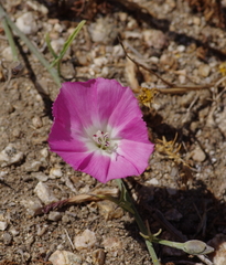 Convolvulus chilensis