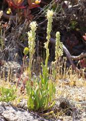 Menonvillea linearis