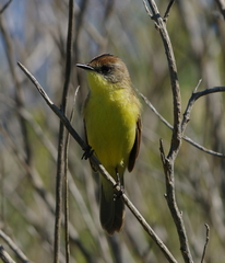 Pseudocolopteryx citreola