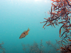 Notolabrus celidotus