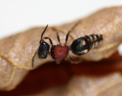 Anomophotopsis cometa