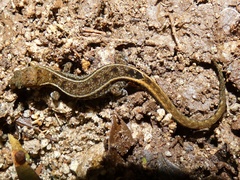 Lepidoblepharis xanthostigma