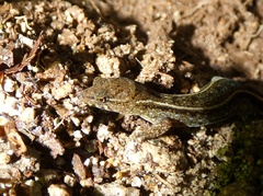 Lepidoblepharis xanthostigma