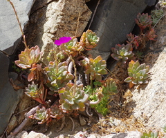Cistanthe laxiflora