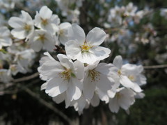 Prunus × yedoensis