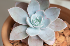 Echeveria cante