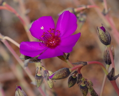 Cistanthe laxiflora