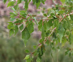 Populus mexicana