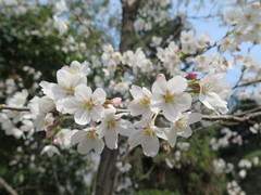 Prunus × yedoensis