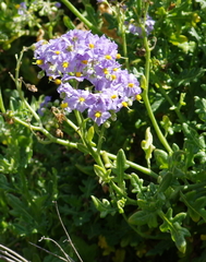 Solanum pinnatum
