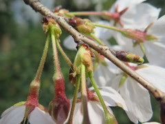 Prunus × yedoensis