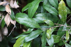 Beilschmiedia elliptica