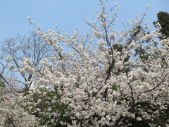 Prunus × yedoensis