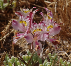 Alstroemeria recumbens