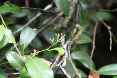 Beilschmiedia elliptica