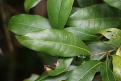 Beilschmiedia elliptica