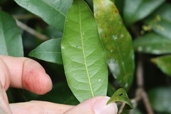 Beilschmiedia elliptica