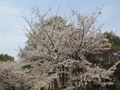 Prunus × yedoensis