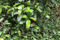 Beilschmiedia elliptica