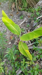 Musa acuminata