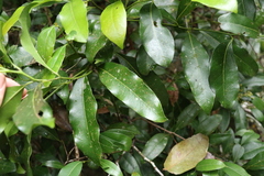 Beilschmiedia elliptica