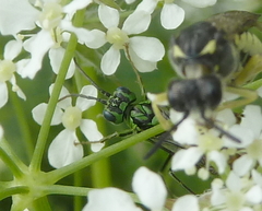 Tenthredo olivacea