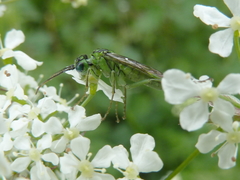 Tenthredo olivacea