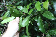 Beilschmiedia elliptica