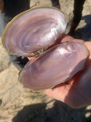 Potamilus streckersoni