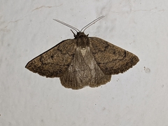 Onychora agaritharia