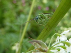 Tenthredo olivacea