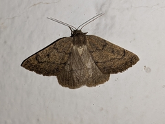 Onychora agaritharia