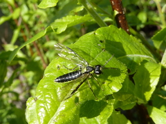 Tenthredo mesomela