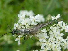 Tenthredo olivacea