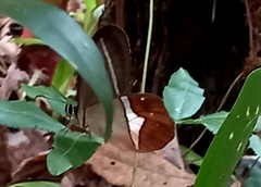 Pierella nereis
