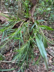 Dichaea calyculata
